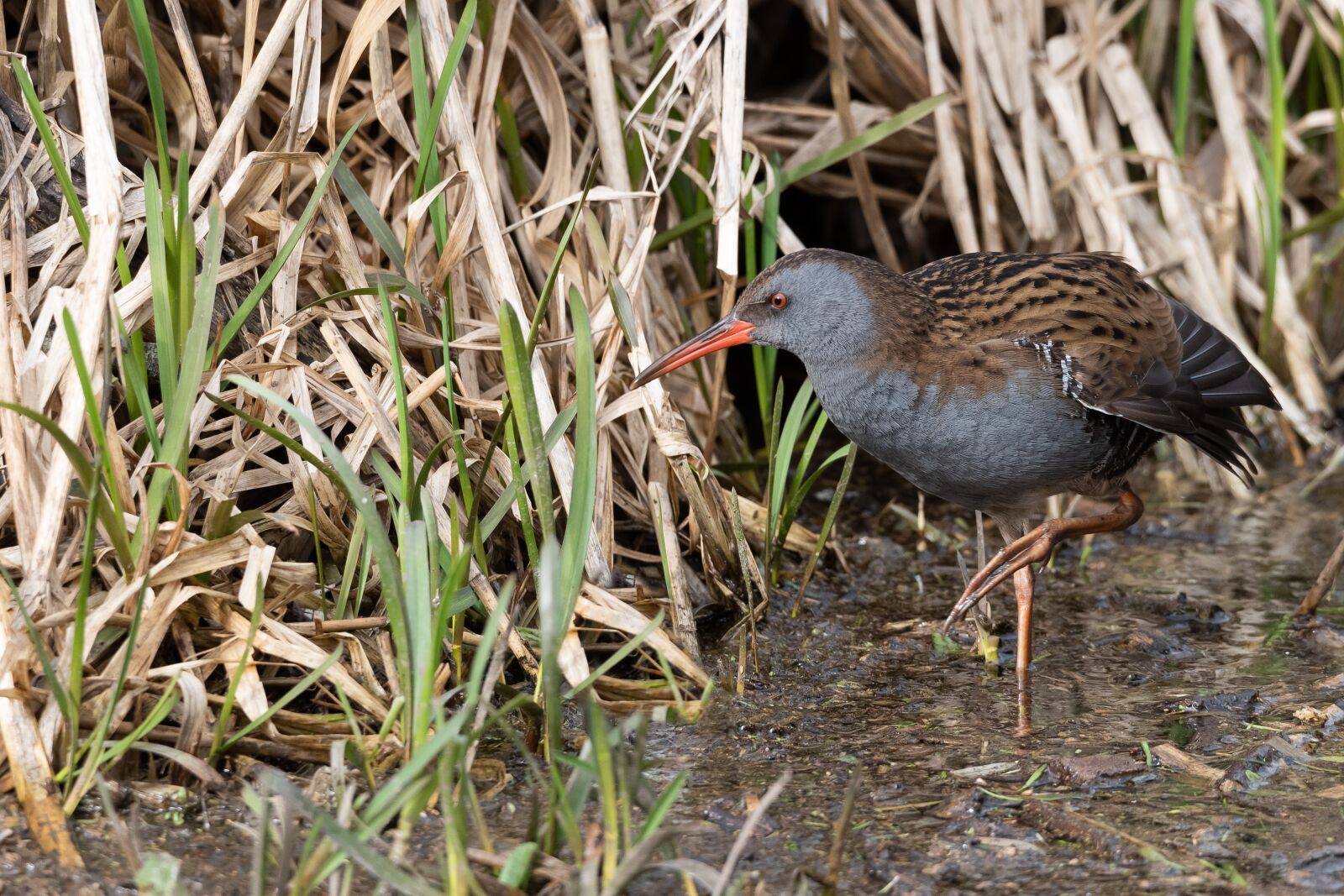 Nikon D810 sample photo. Water rail, bird, wading photography