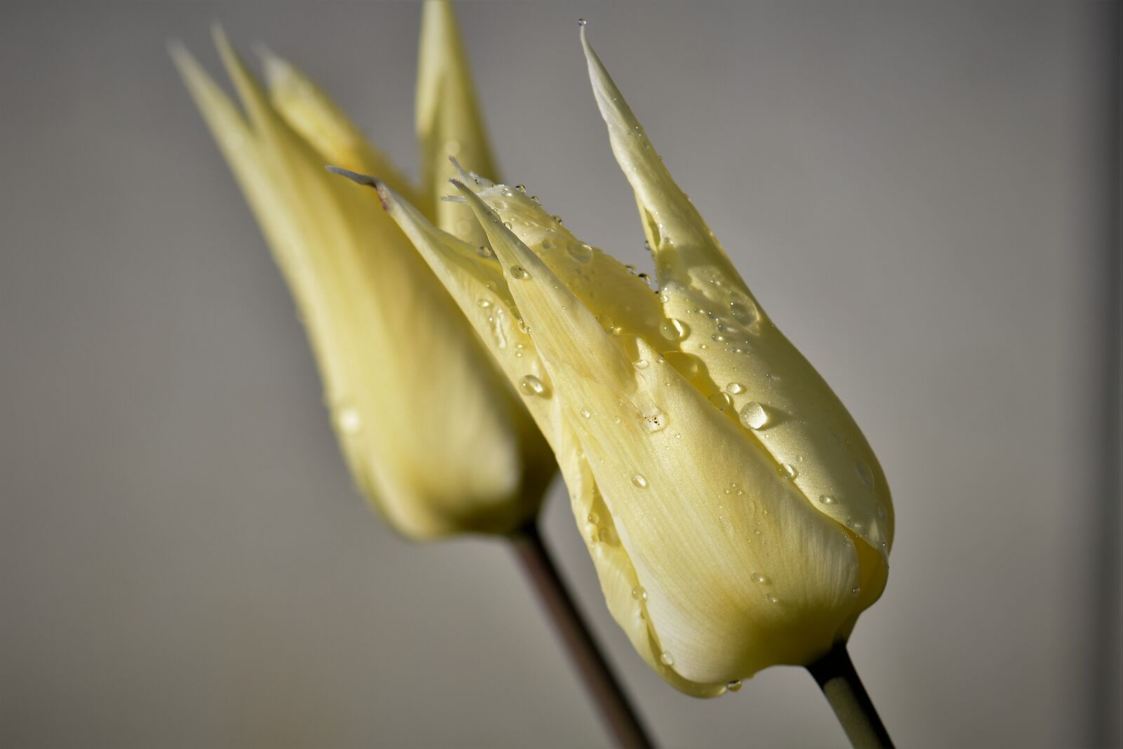 Nikon D5500 sample photo. Tulips, flowers, cut flowers photography