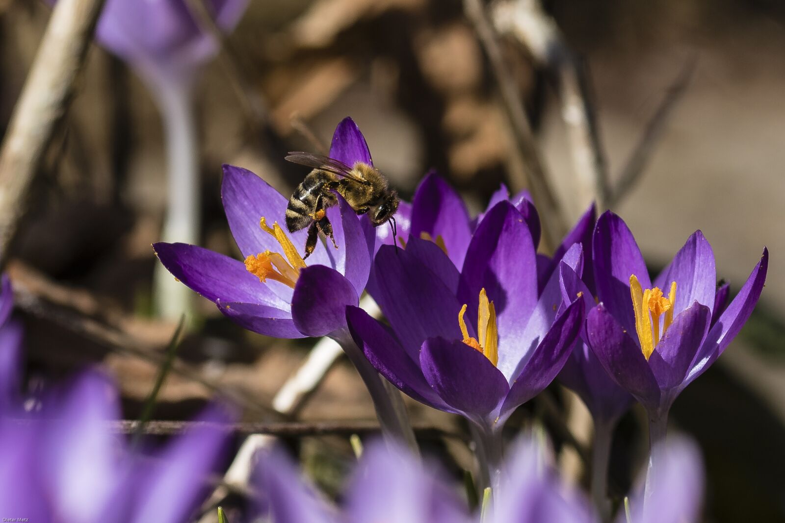 Canon EOS 7D Mark II sample photo. Crocus, bee, nature photography