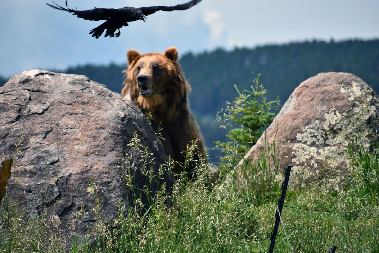 Nikon D3400 sample photo. Bear, bird, brown photography