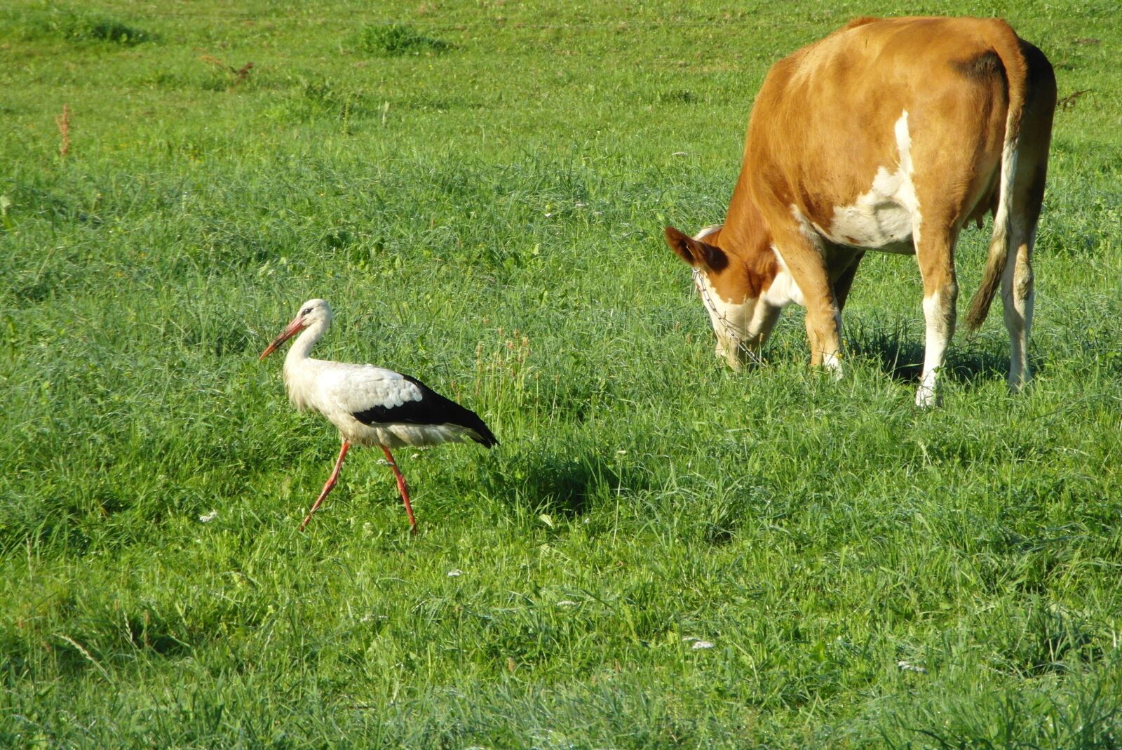 Samsung WB750 sample photo. Stork, cow, bird photography