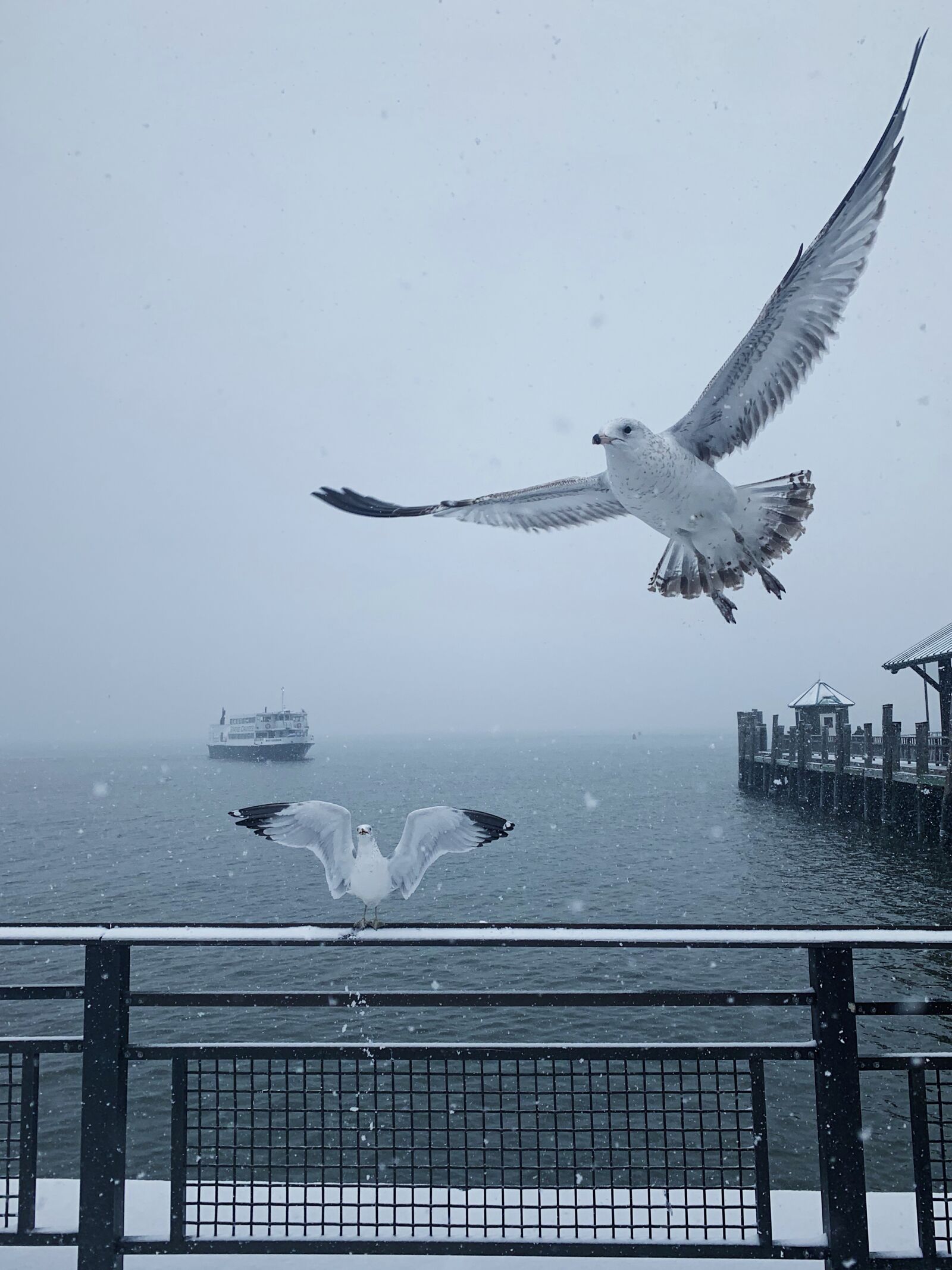 Apple iPhone XR sample photo. Seagulls, snow, sky photography