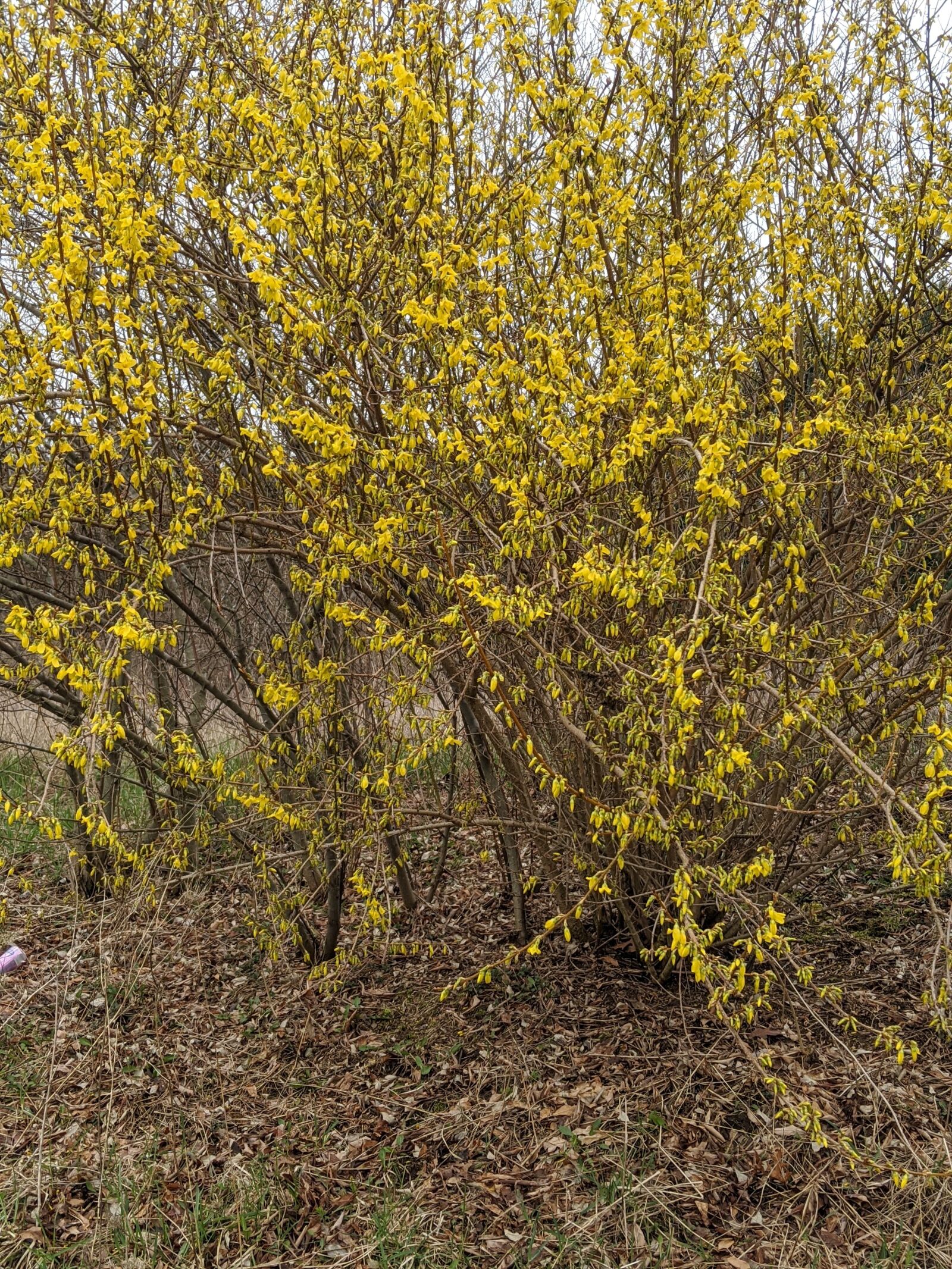 Google Pixel 3 XL sample photo. Forsythia, yellow, spring photography