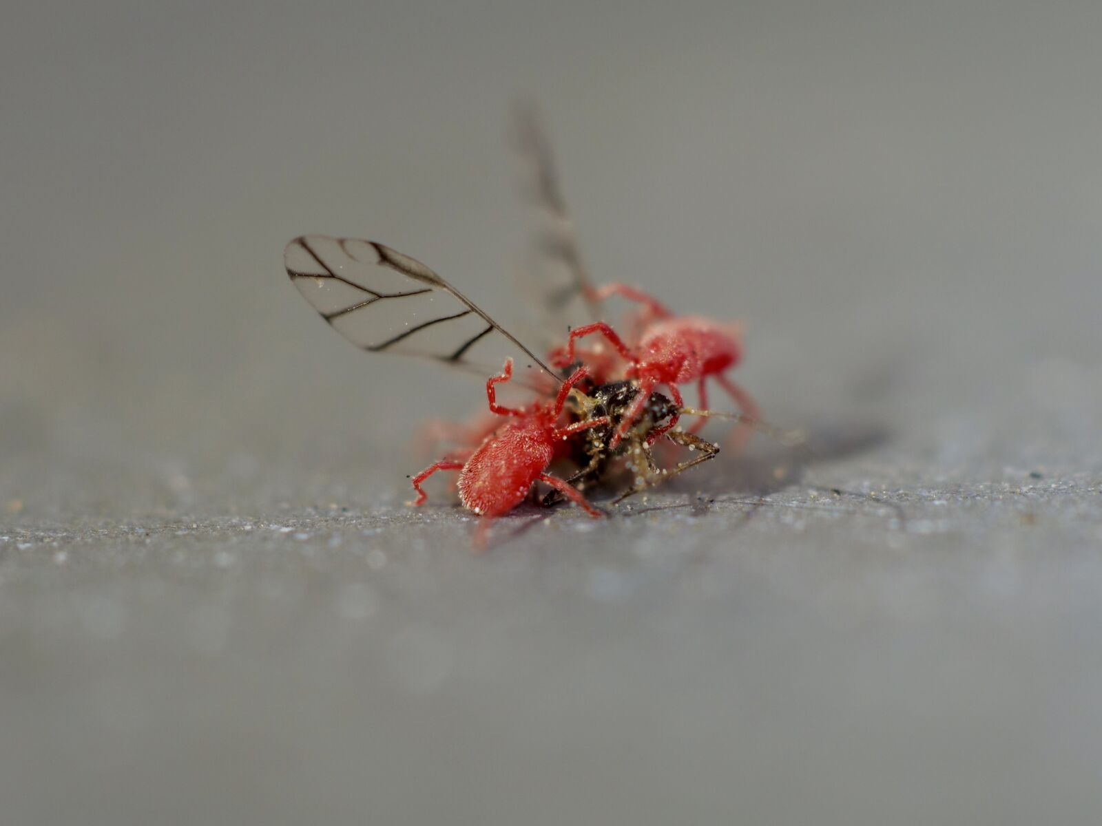 Panasonic Lumix DC-G9 sample photo. Macro, spider, insect photography