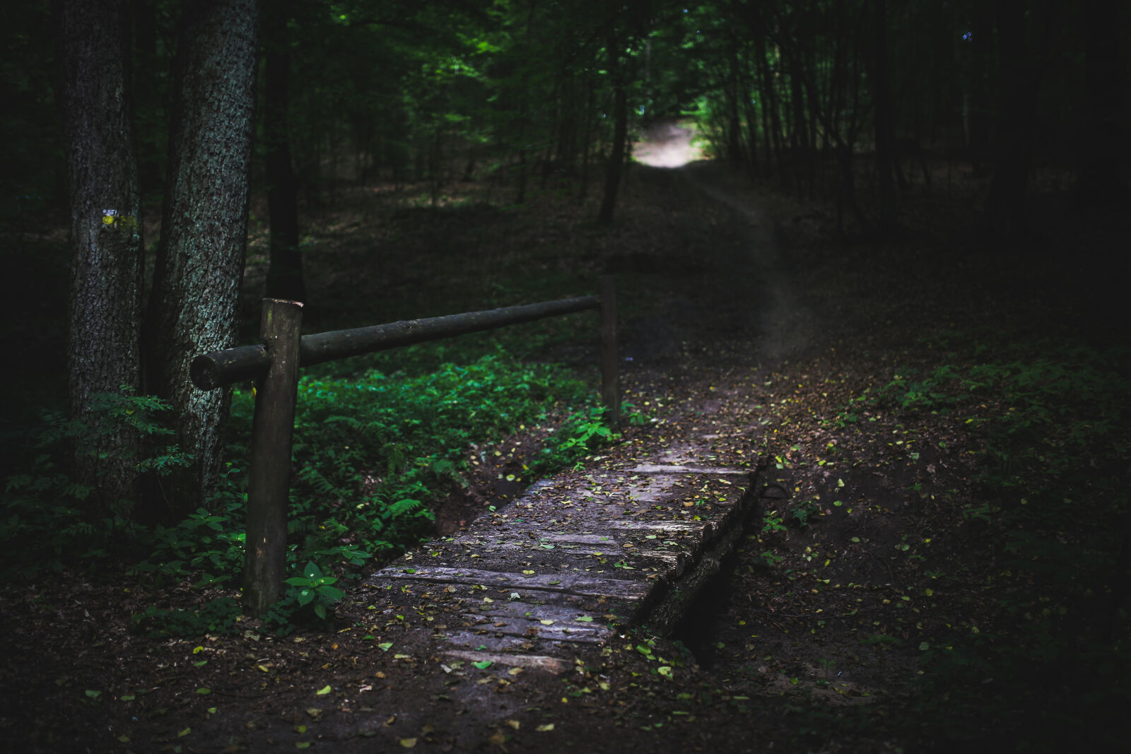Canon EOS 6D + Sigma 35mm F1.4 DG HSM Art sample photo. Bridge, in, the, forest photography