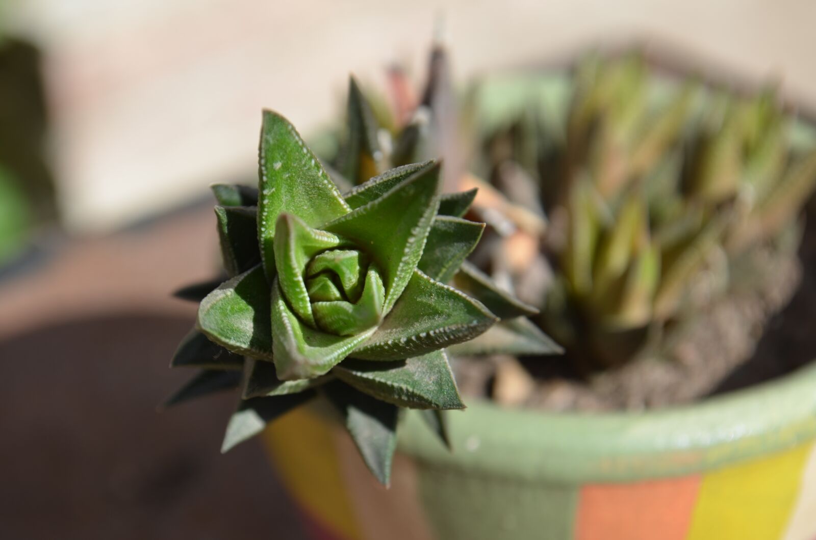 Nikon D5100 sample photo. Succulent, green, plant photography
