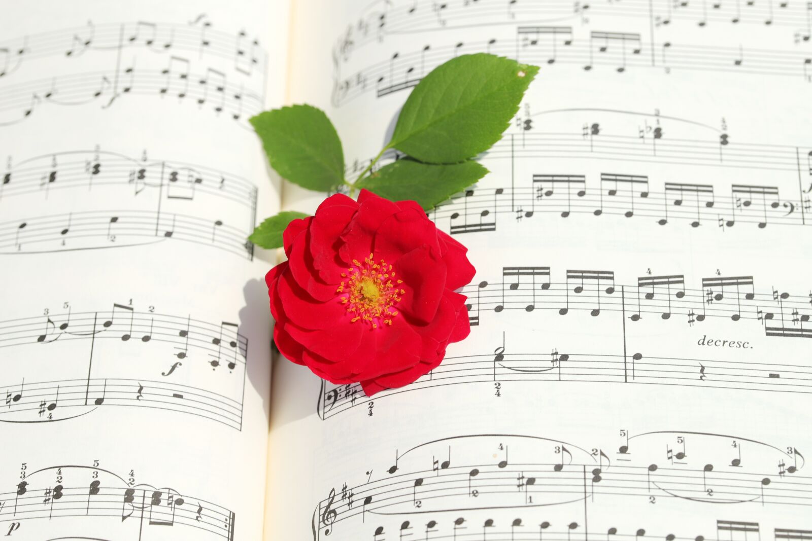 Canon EOS 6D Mark II sample photo. Rose, roses flowers, romantic photography