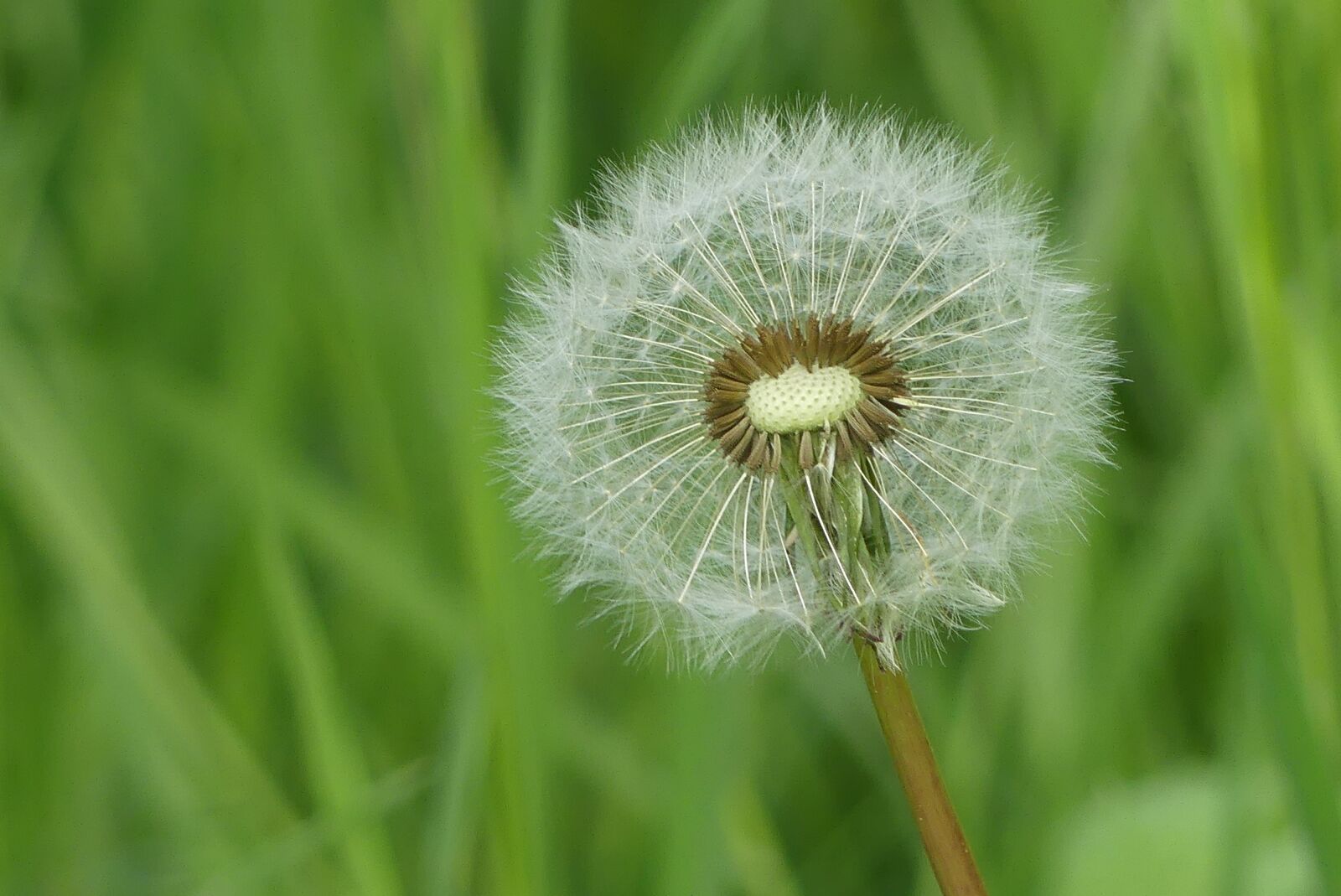 Panasonic Lumix DMC-FZ300 sample photo. Grass, dandelion, nature photography