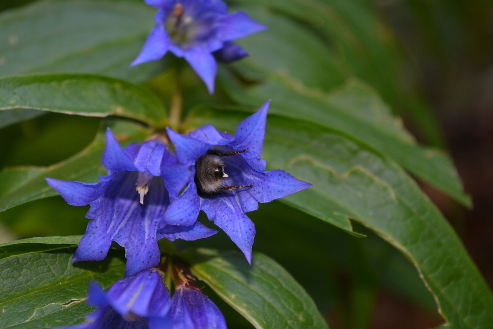 Nikon D5200 sample photo. Flower, flora, nature photography