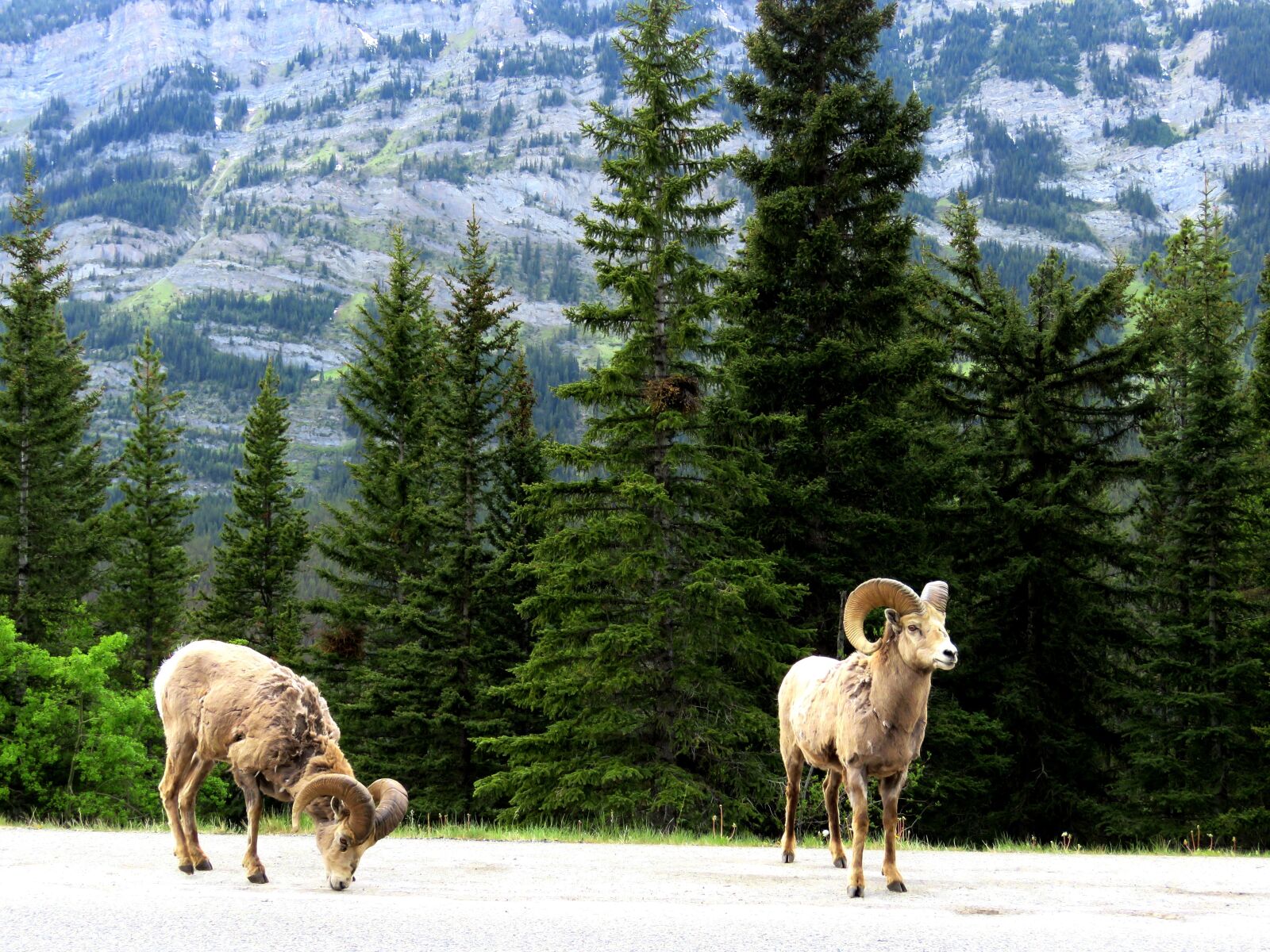 Canon PowerShot SX60 HS sample photo. Mountain goat, wildlife, spring photography