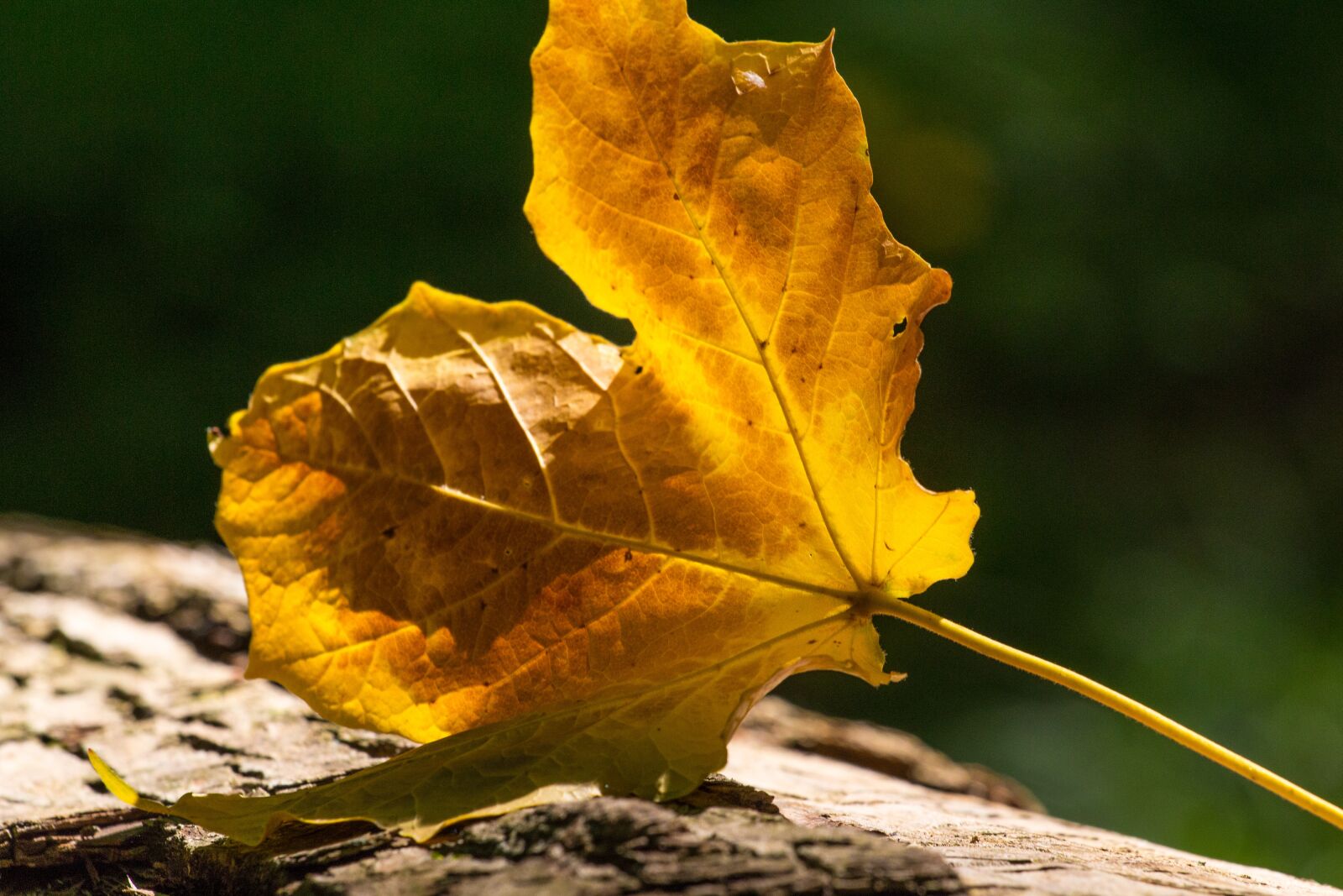 Canon EOS 70D + Canon EF 70-200mm F4L USM sample photo. Autumn, fall, orange photography