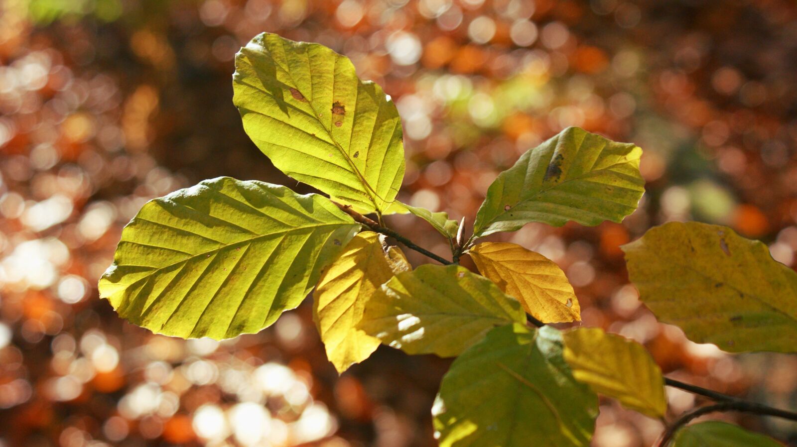 Sony Alpha DSLR-A350 sample photo. Beech, autumn, sun photography