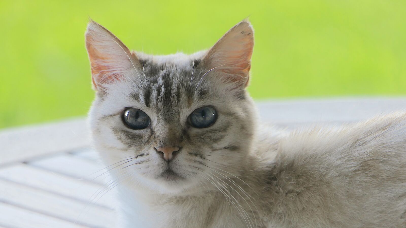 Panasonic Lumix DMC-FZ2500 (Lumix DMC-FZ2000) sample photo. Cat, head, curious photography