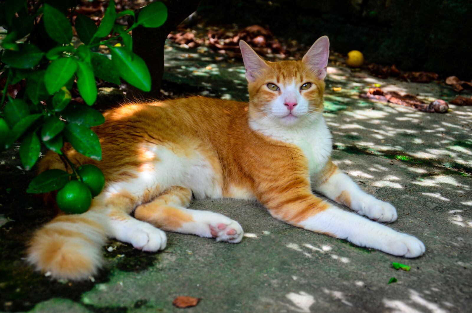 Nikon D7000 sample photo. Cat, feline, mouth photography