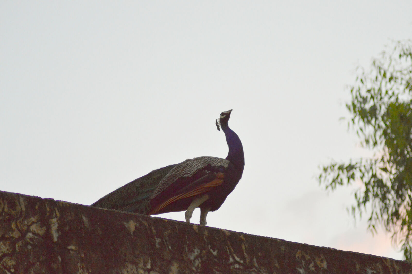 Nikon D3200 sample photo. Peacock photography