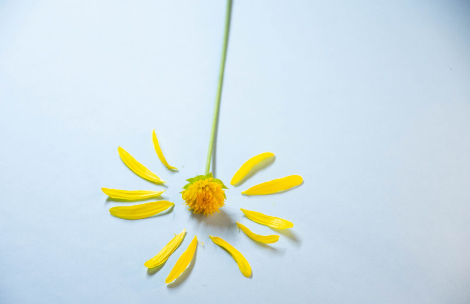 Nikon D7200 sample photo. Plant, garden, colorful photography