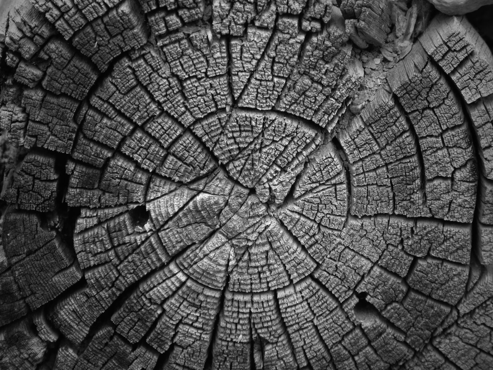 Panasonic DMC-FZ62 sample photo. Trunk, section, old wood photography