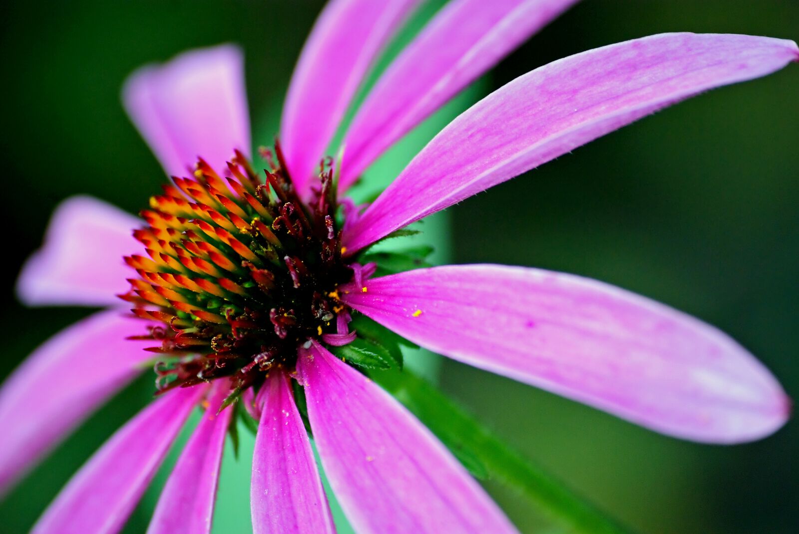 Nikon D80 sample photo. Nature, flower, no one photography