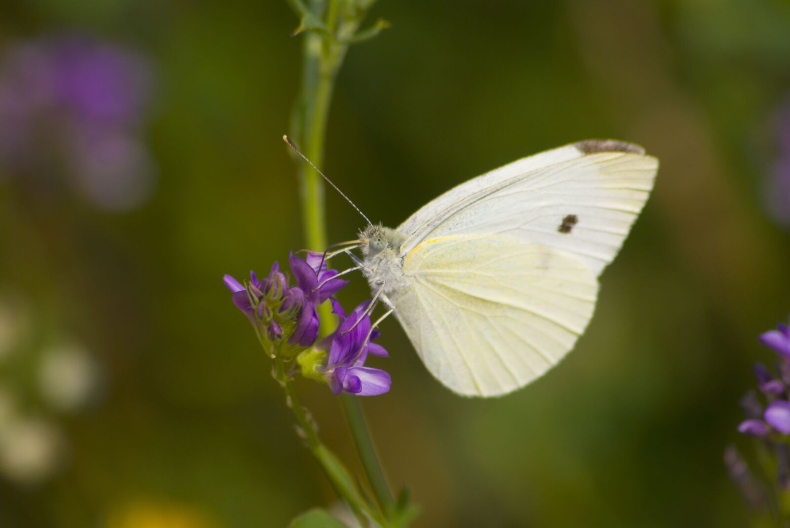 Nikon D80 sample photo. Butterfly, wings, insects photography