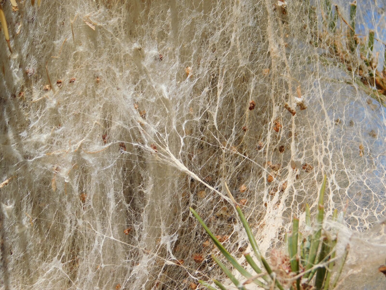Nikon Coolpix L840 sample photo. Thaumetopoea, pityocampa, worm photography