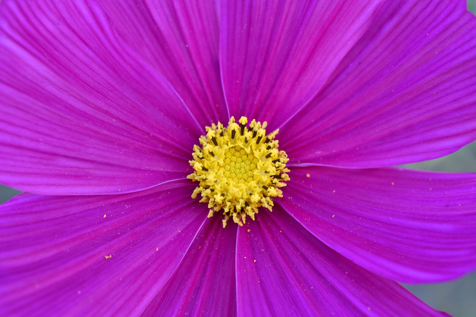 Nikon D5500 sample photo. Detail, horticulture, macro, petals photography