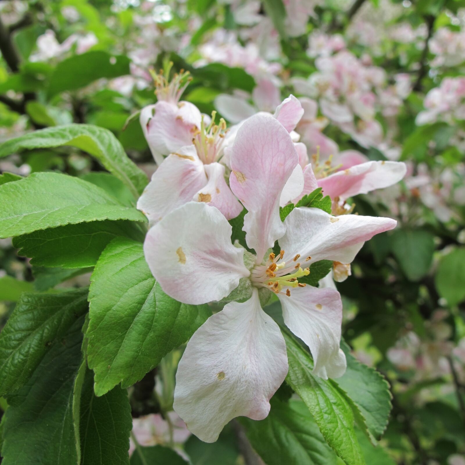 Canon PowerShot G12 sample photo. Apple, blossom, bloom photography