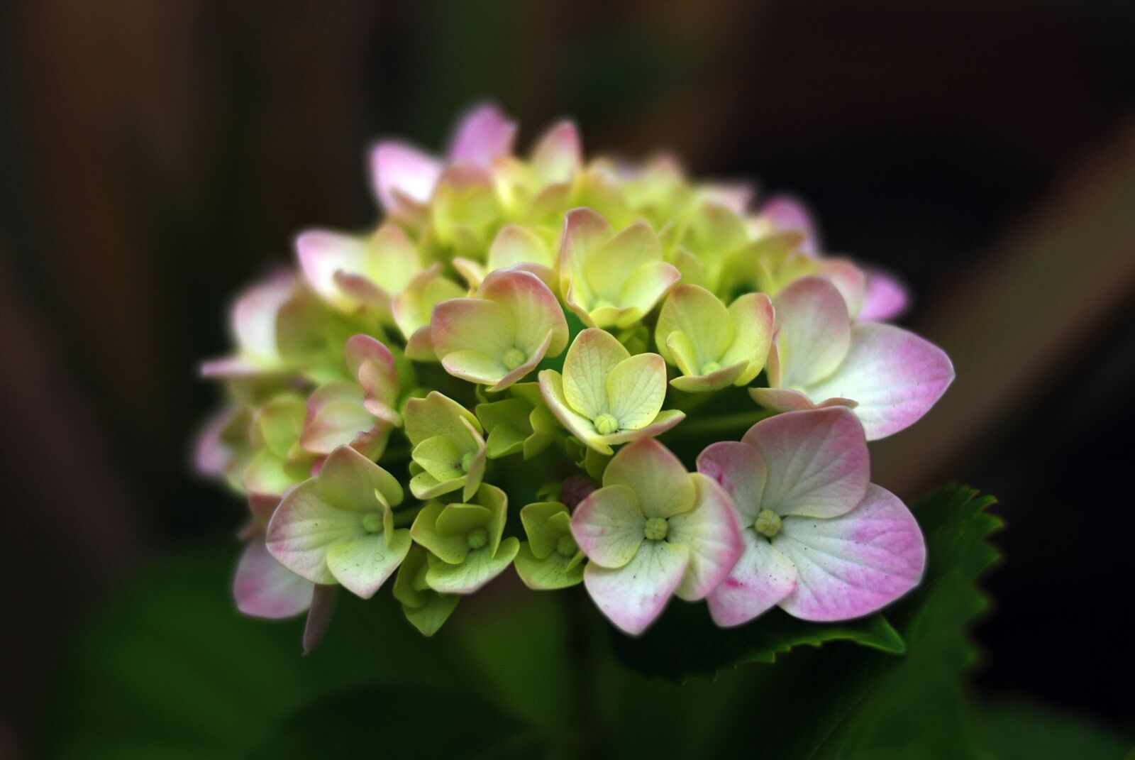 Nikon D80 sample photo. Flower, nature, plant photography