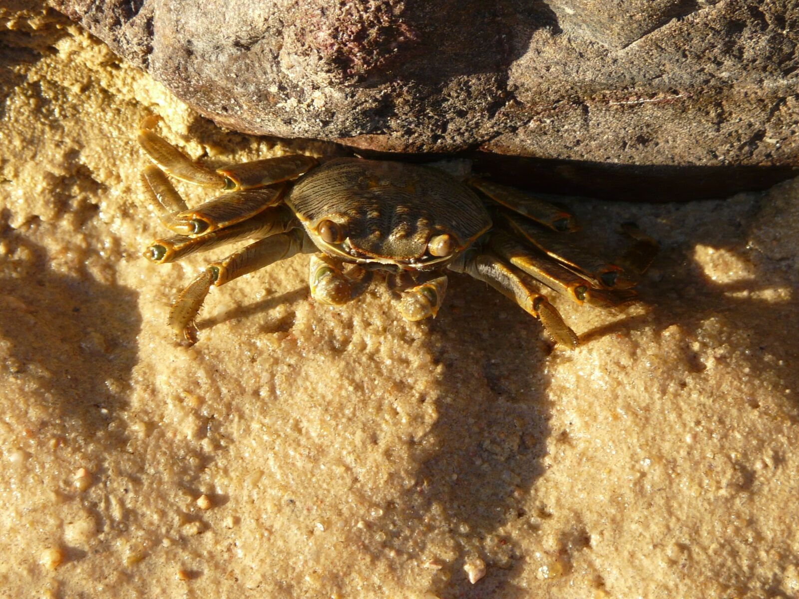 Panasonic DMC-FZ18 sample photo. Crab, sand, stone photography