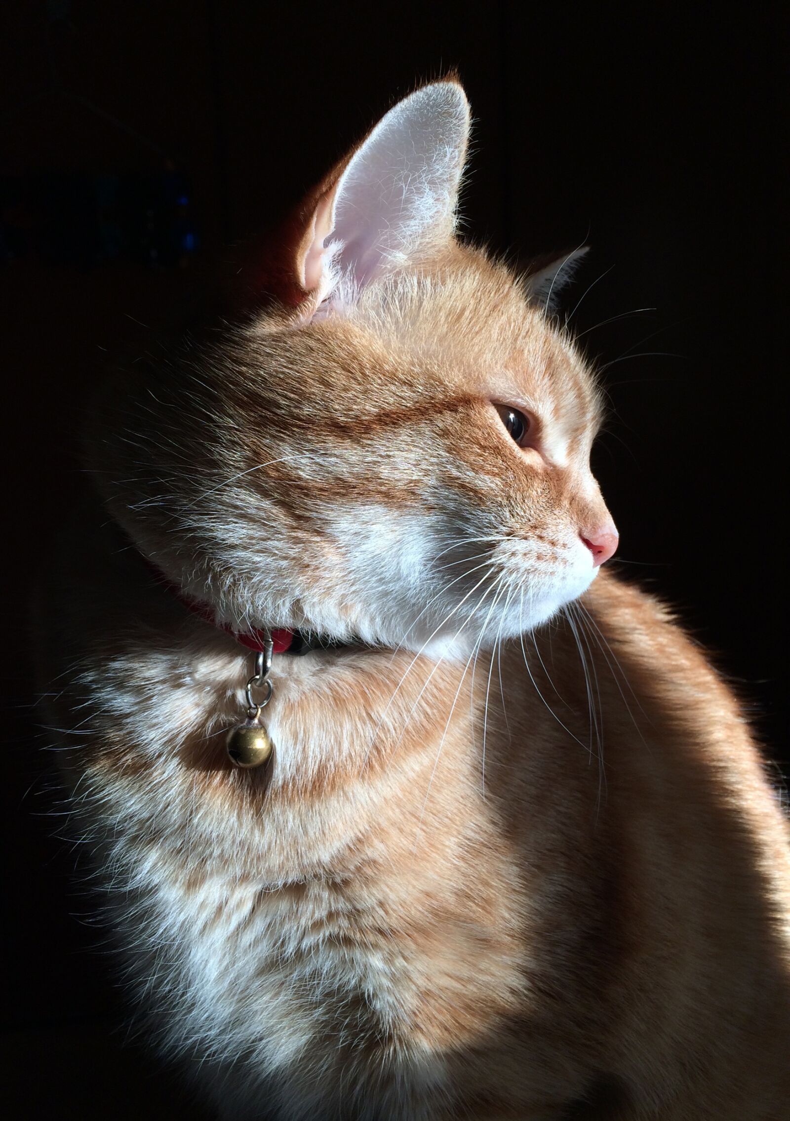 iPhone 5s back camera 4.15mm f/2.2 sample photo. Cute, cat, animalia photography