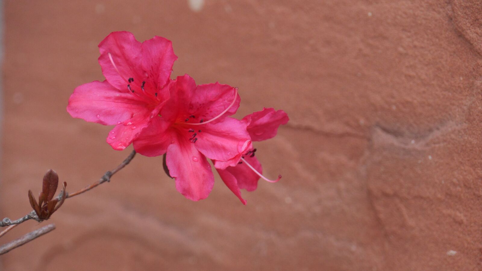 Panasonic Lumix DMC-GH3 sample photo. Flowers, nature, plants photography