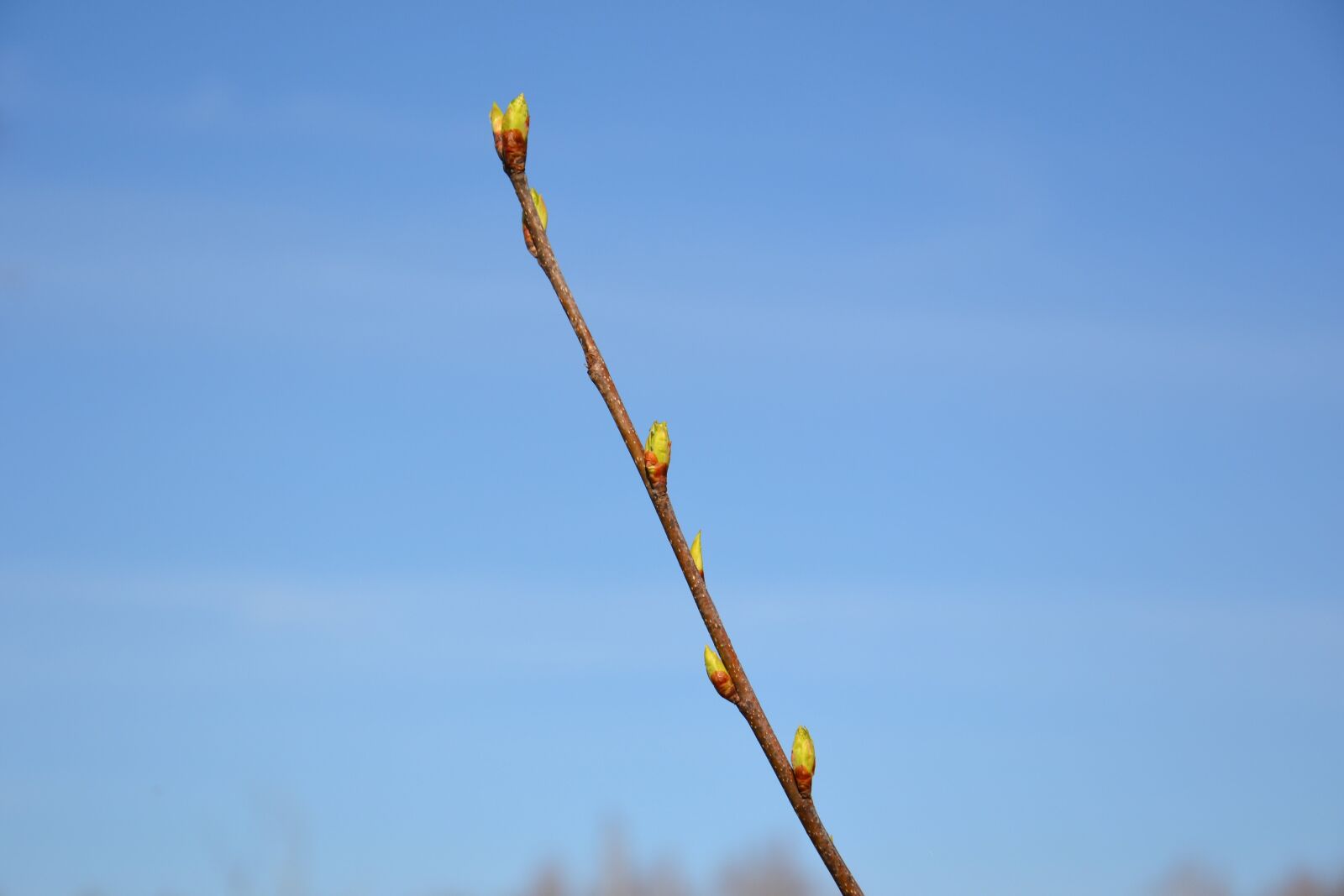 Nikon D3100 sample photo. Branch, kidney, sky photography