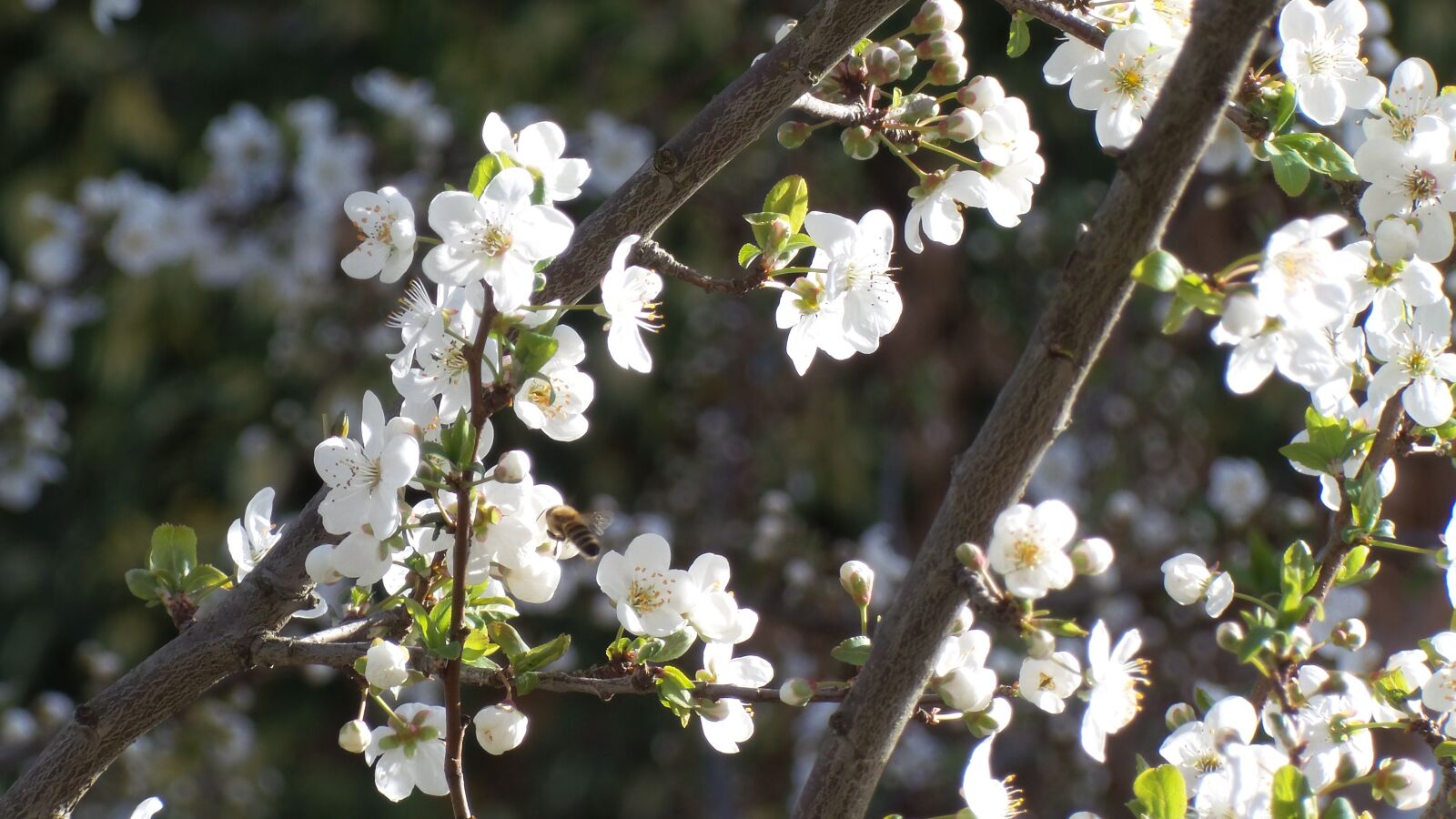 Samsung Galaxy Camera 2 sample photo. Bee, flower flowers, plum photography