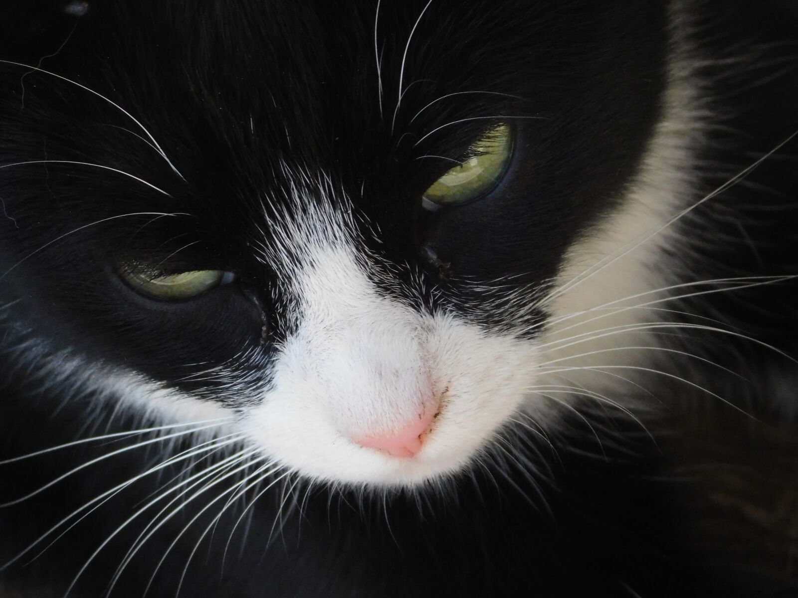 Nikon Coolpix B500 sample photo. Cat, feline, kitten photography