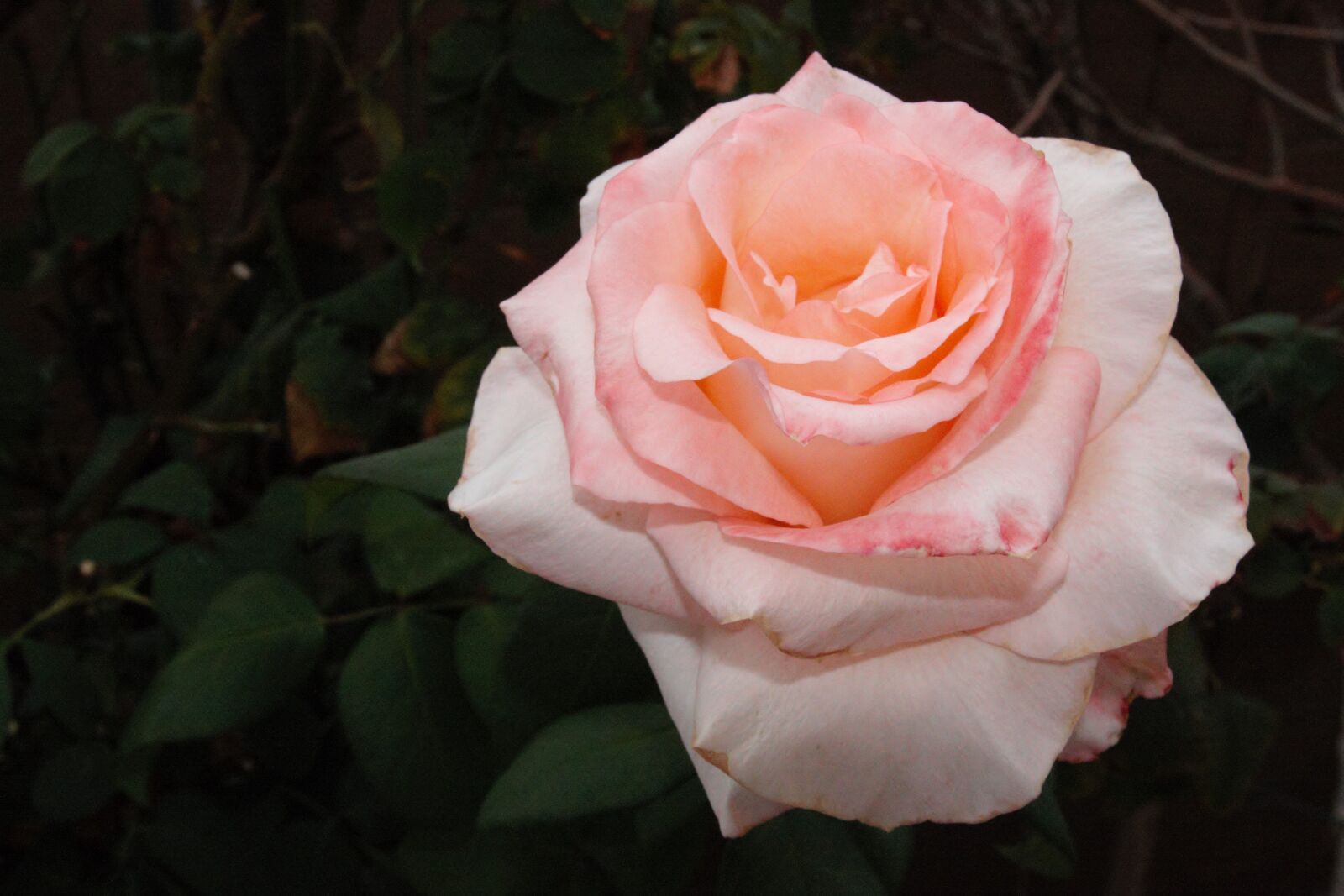 Canon EOS 40D sample photo. Rose, flower, petal photography