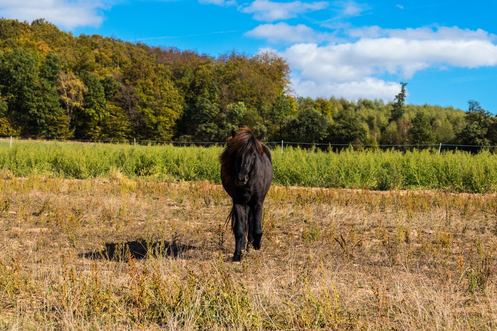 Canon EOS 200D (EOS Rebel SL2 / EOS Kiss X9) sample photo. Horse, nature, animal photography
