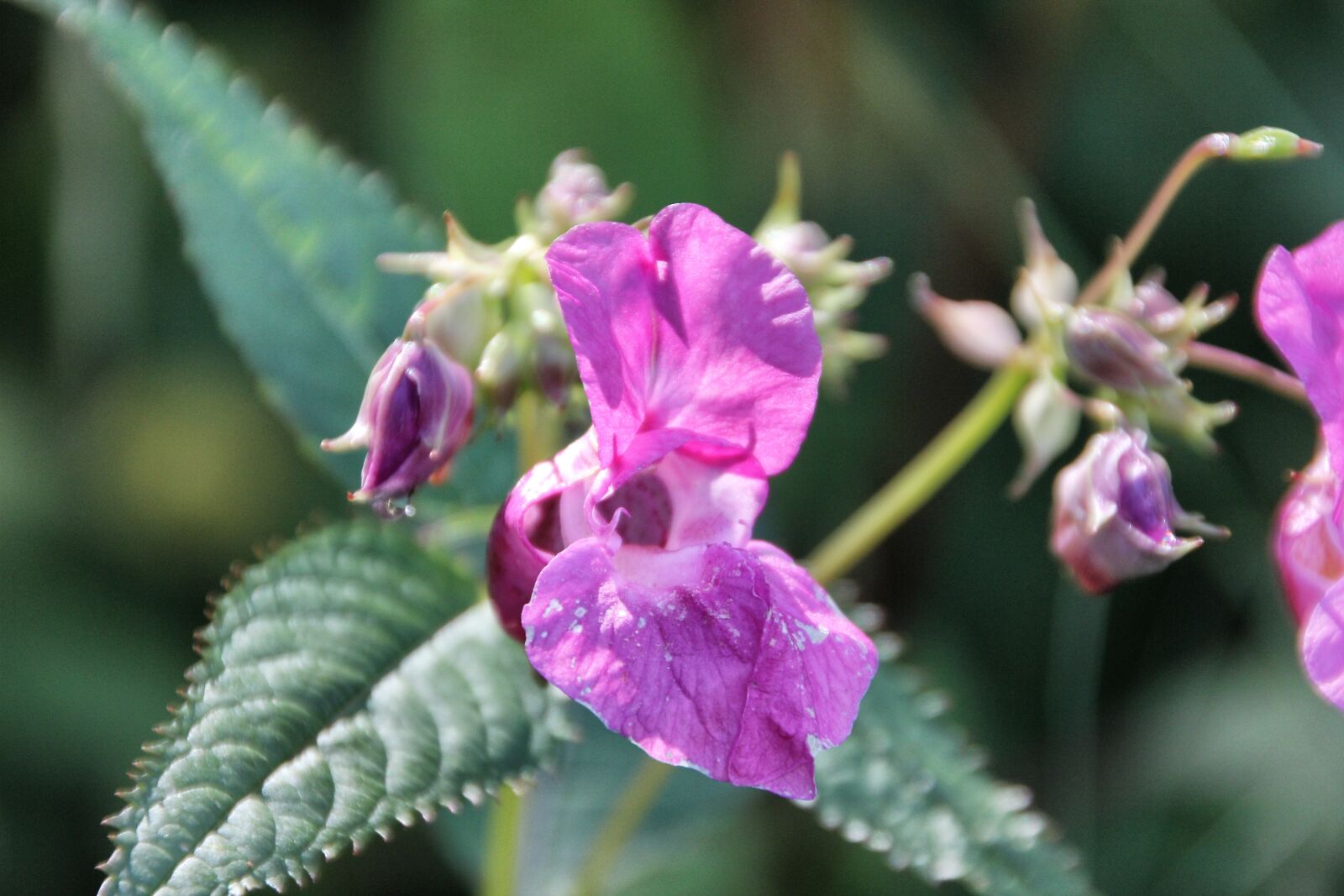 Canon EOS 550D (EOS Rebel T2i / EOS Kiss X4) sample photo. Flower, nature, plant photography
