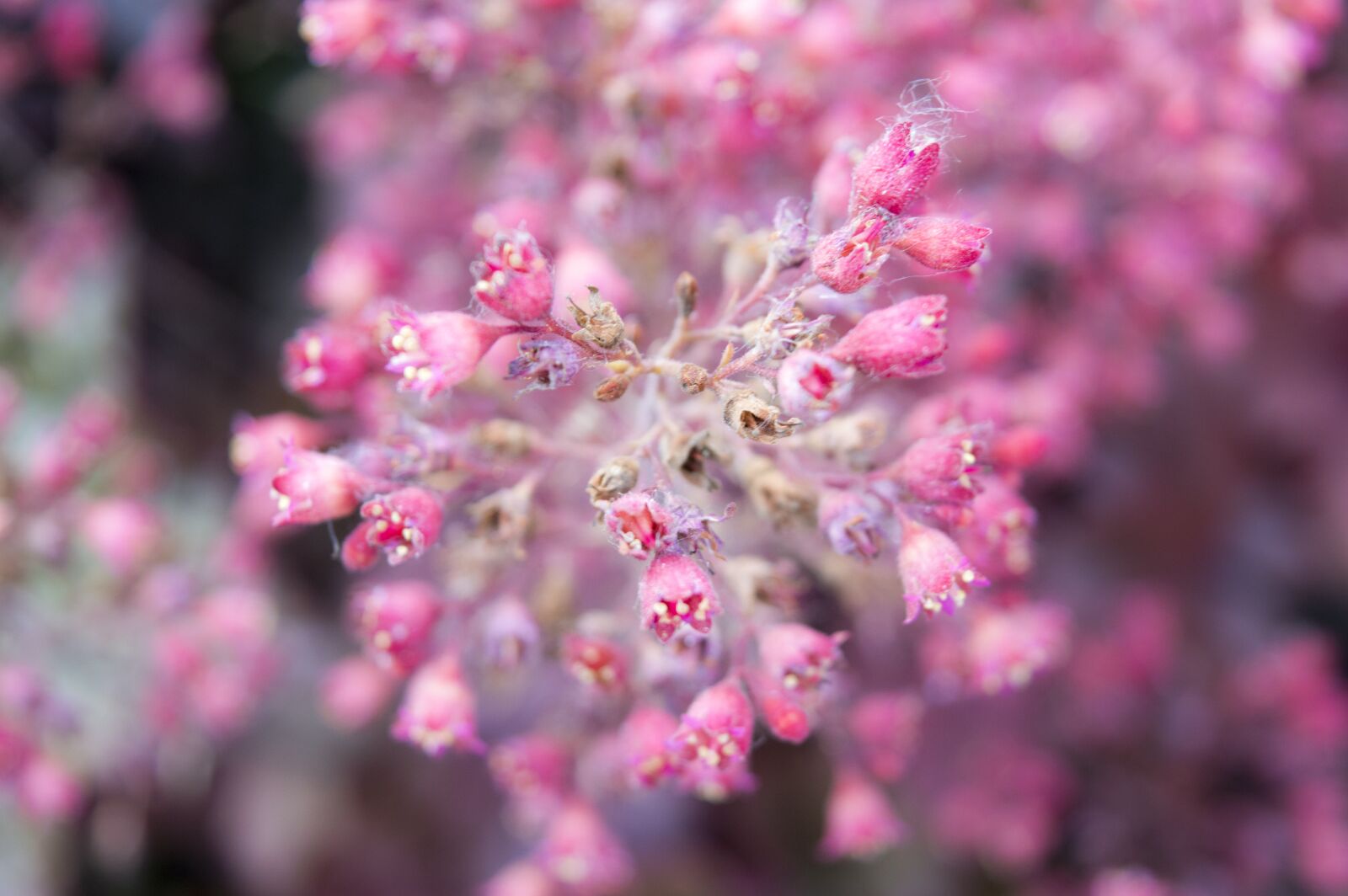 Nikon D3200 sample photo. Flower, plant, nature photography