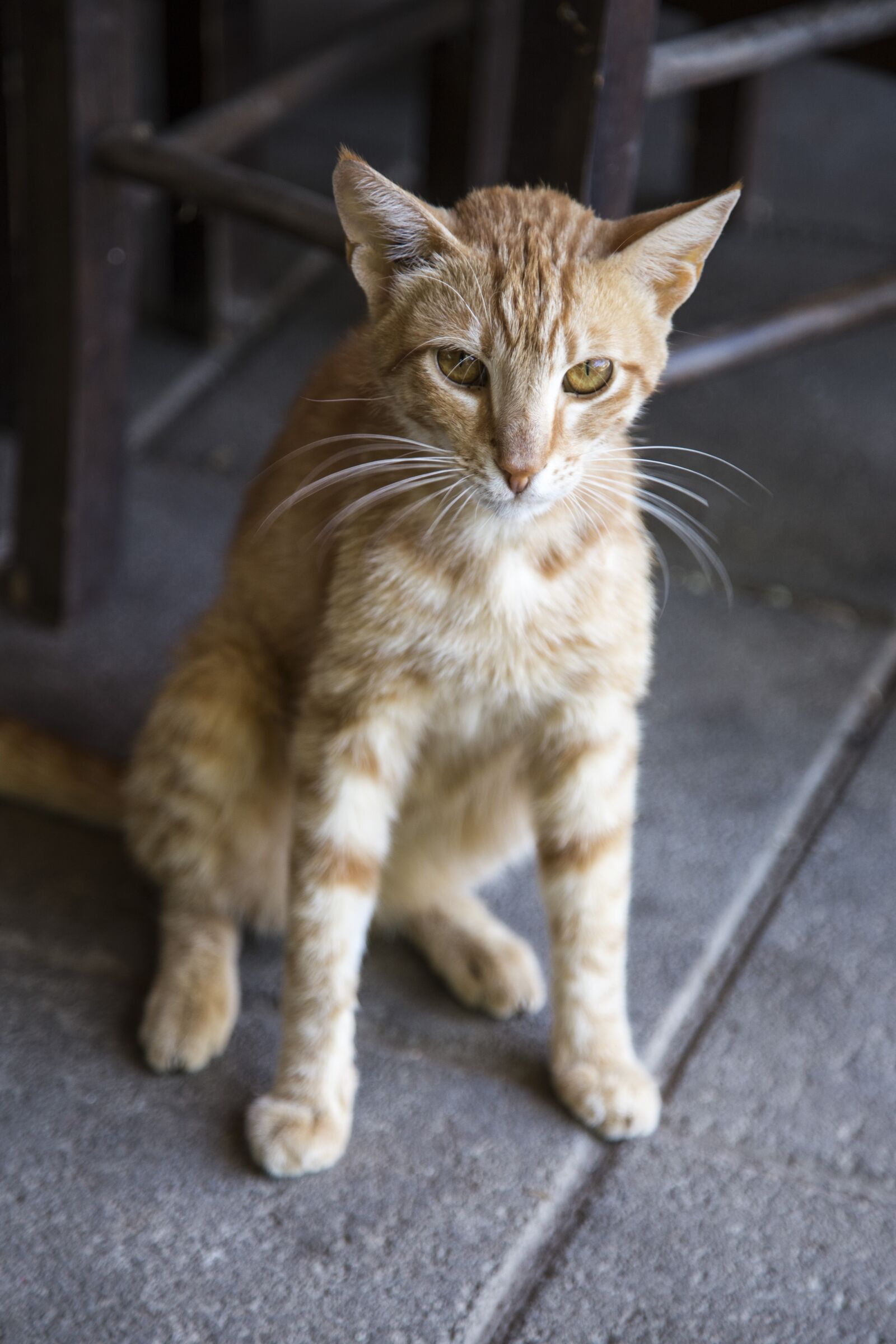 Canon EOS 6D + Canon EF 24-105mm F4L IS USM sample photo. Cat, kitten, kitty photography