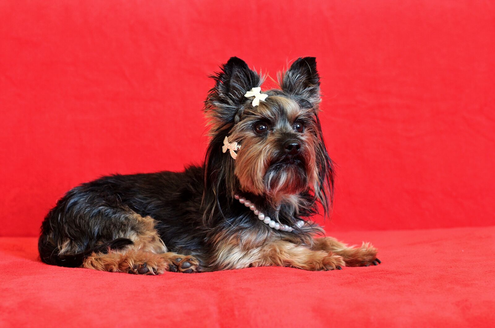 Canon EOS 600D (Rebel EOS T3i / EOS Kiss X5) sample photo. Yorkshire terrier, dog, lie photography