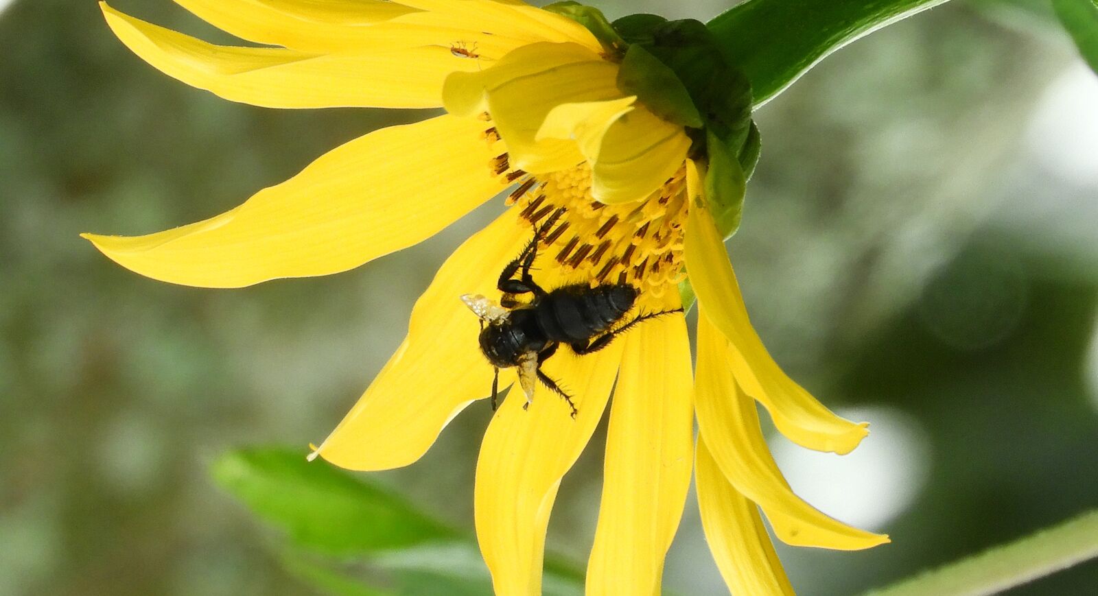 Nikon Coolpix B700 sample photo. Macro, insect, flower photography