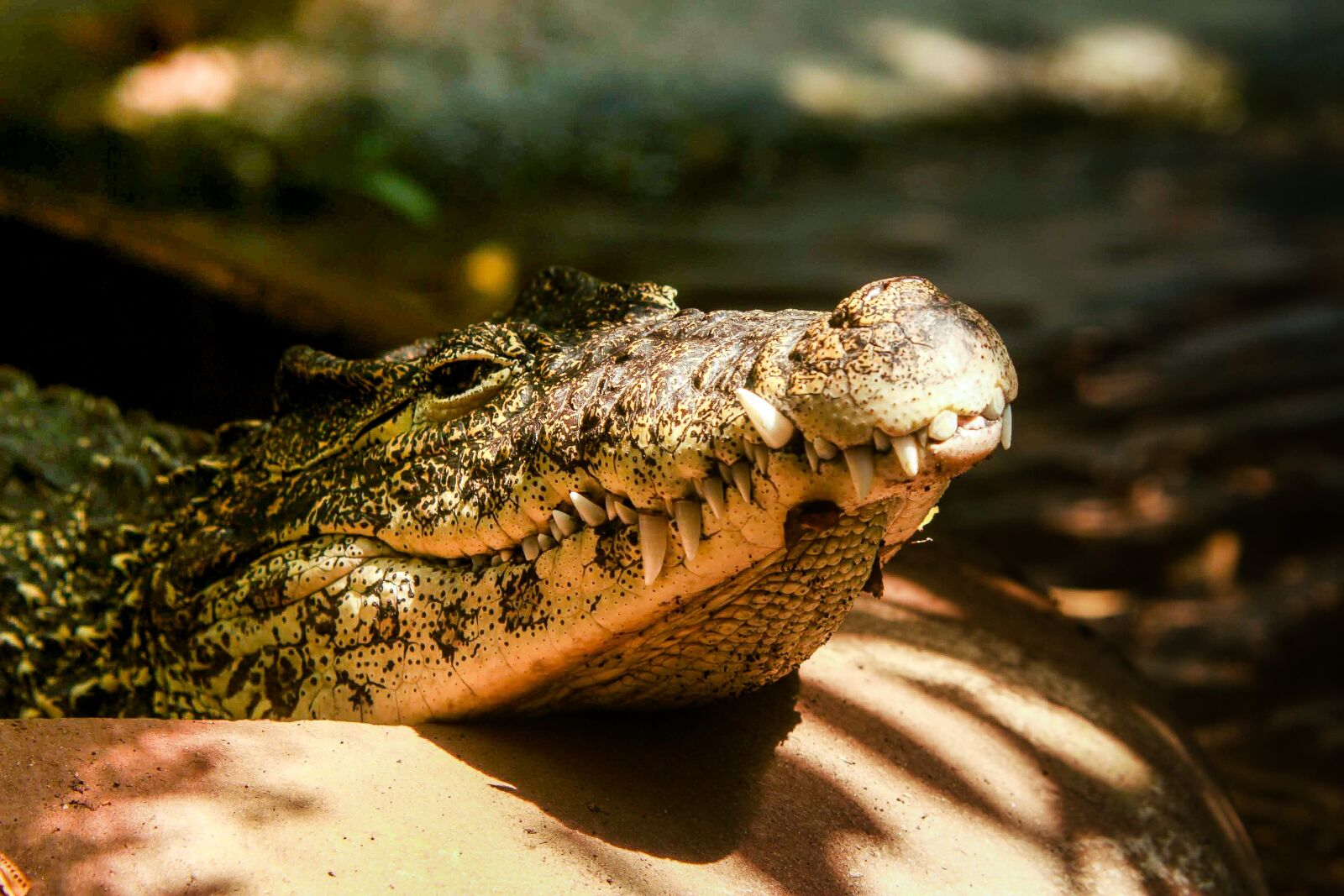Canon EOS 30D sample photo. Crocodile, sun, vacation photography