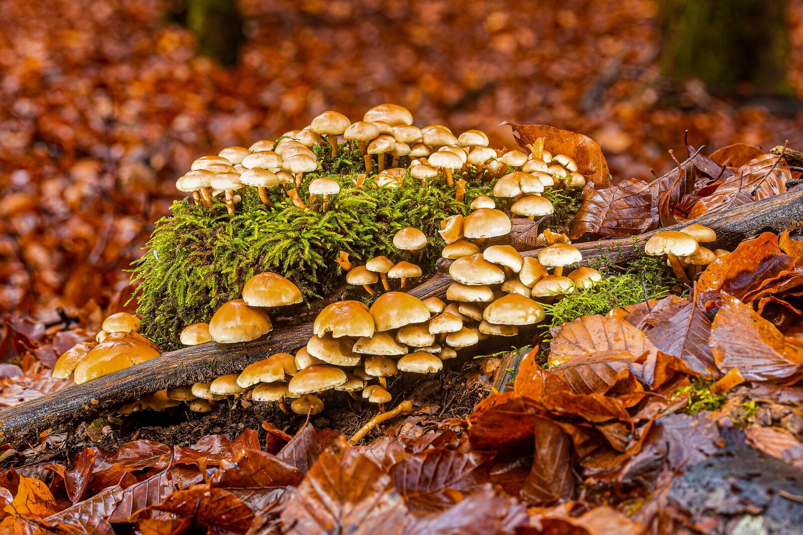 Canon EF-S 60mm F2.8 Macro USM sample photo. Mushrooms, sponge, small mushroom photography