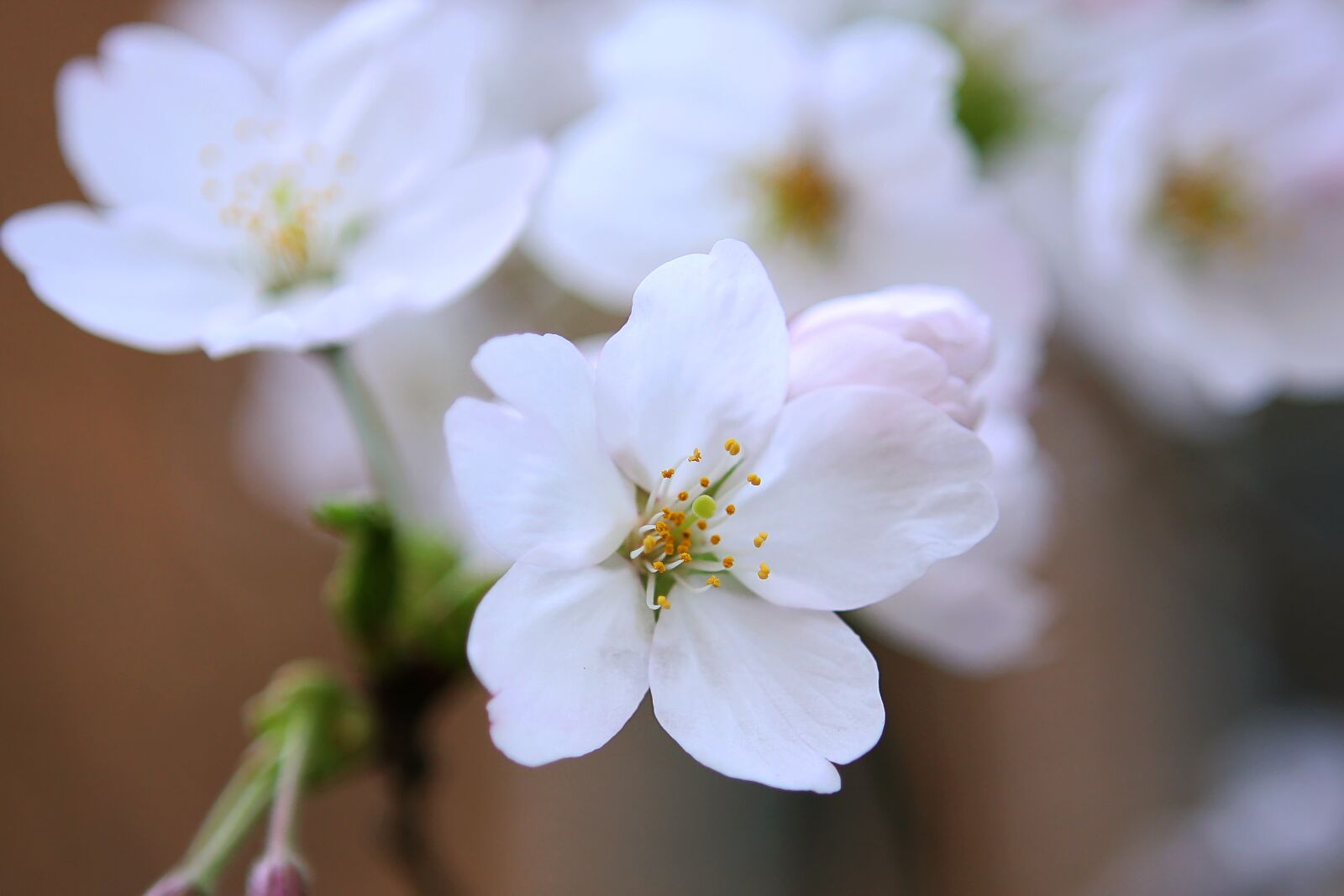 Canon EOS 40D sample photo. Cherry blossom, spring, flowers photography