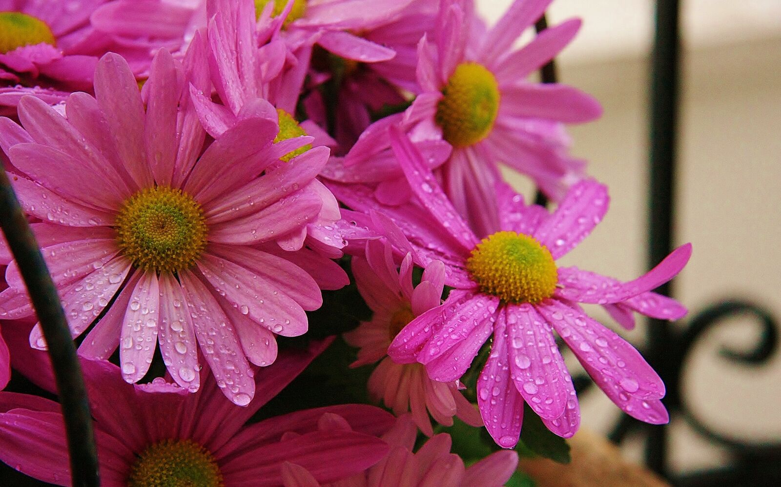 Canon EOS 40D sample photo. Flowers, pink, dew drops photography