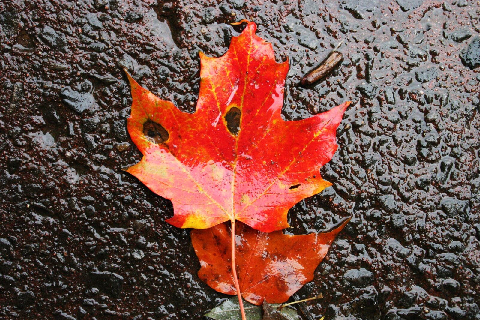 Canon EOS 300D (EOS Digital Rebel / EOS Kiss Digital) sample photo. Leaf, maple, autumn photography