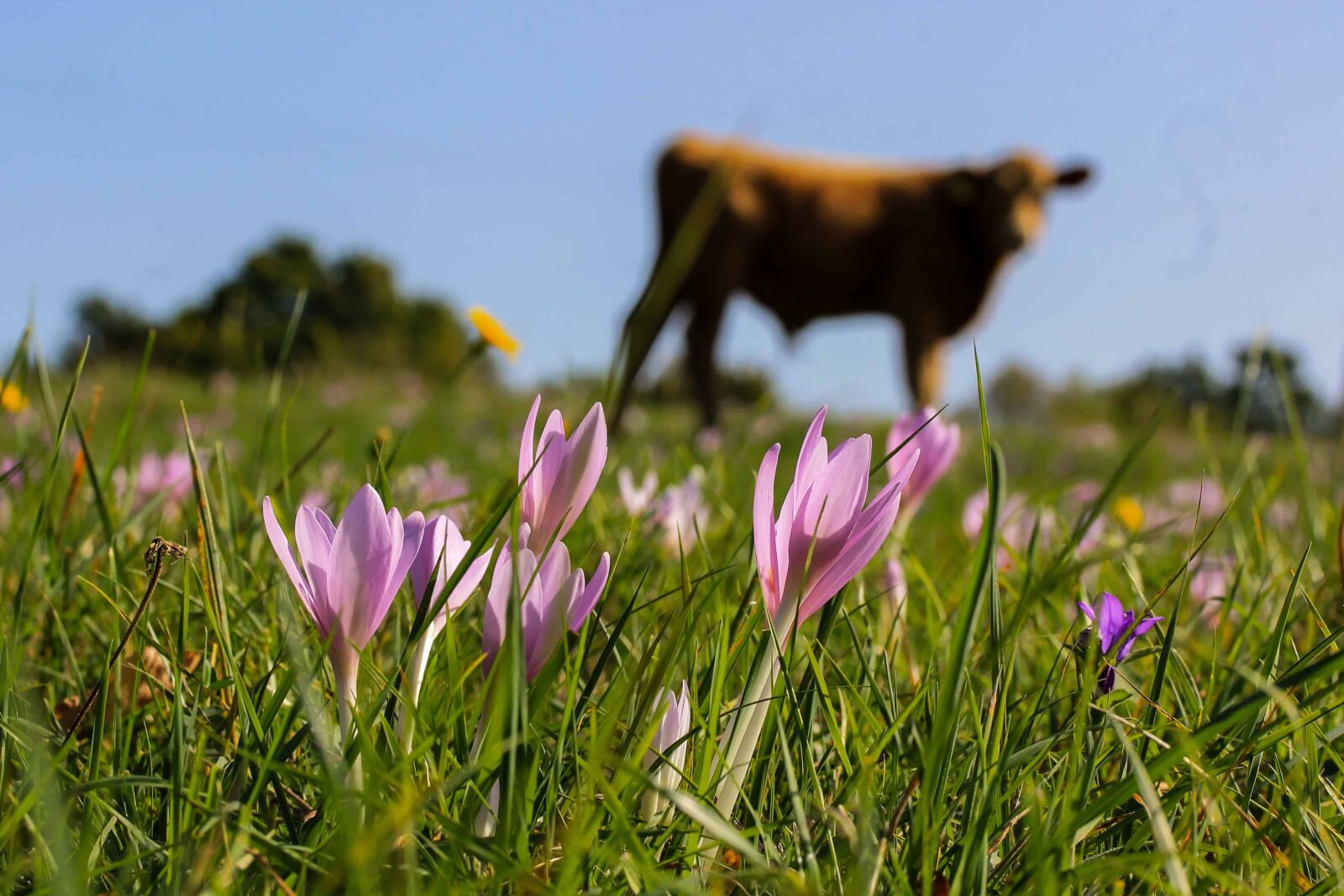 Canon EOS 1100D (EOS Rebel T3 / EOS Kiss X50) sample photo. Cow, field, sun, grass photography