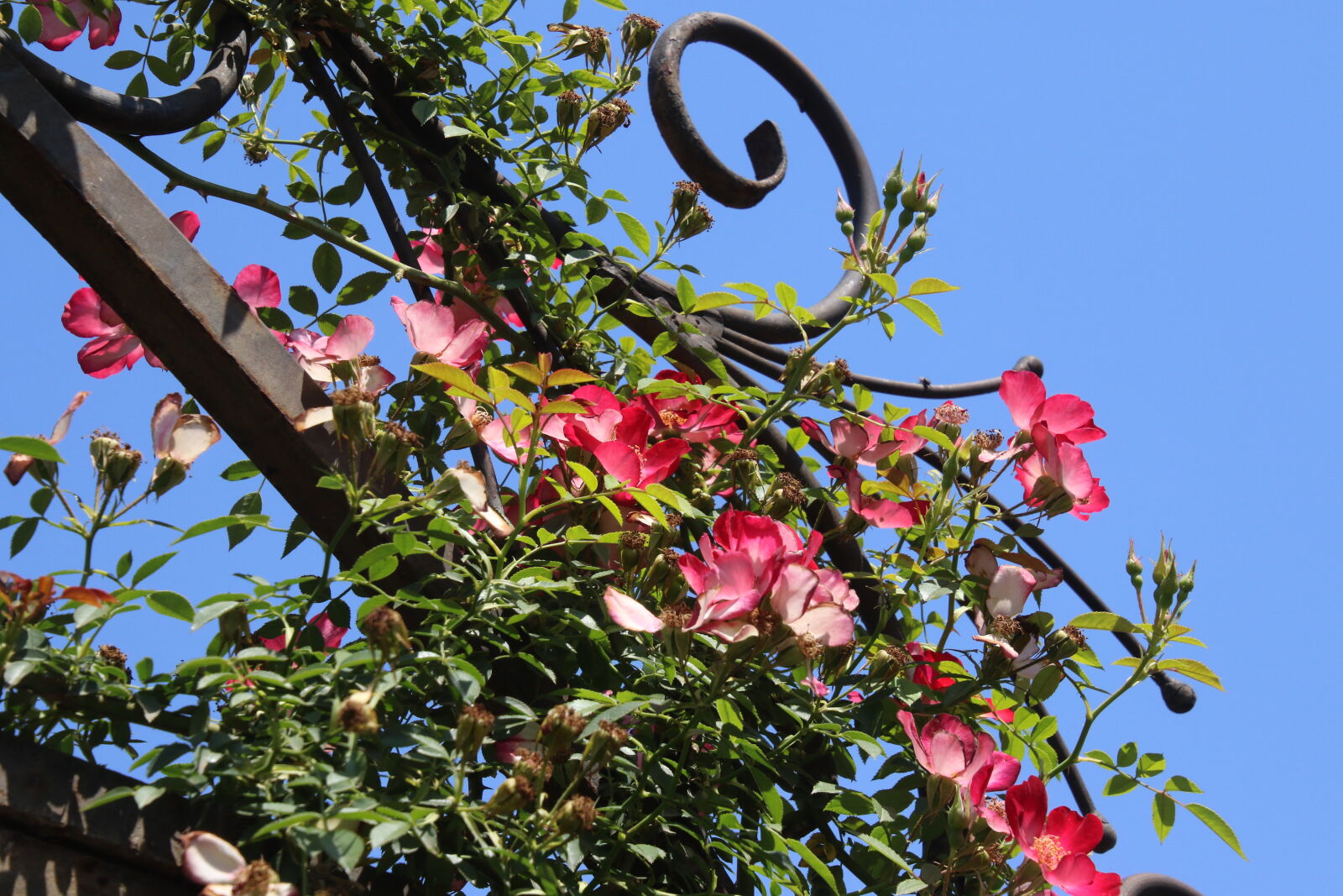 Canon EOS 7D Mark II sample photo. Blue, blue, sky, creeper photography