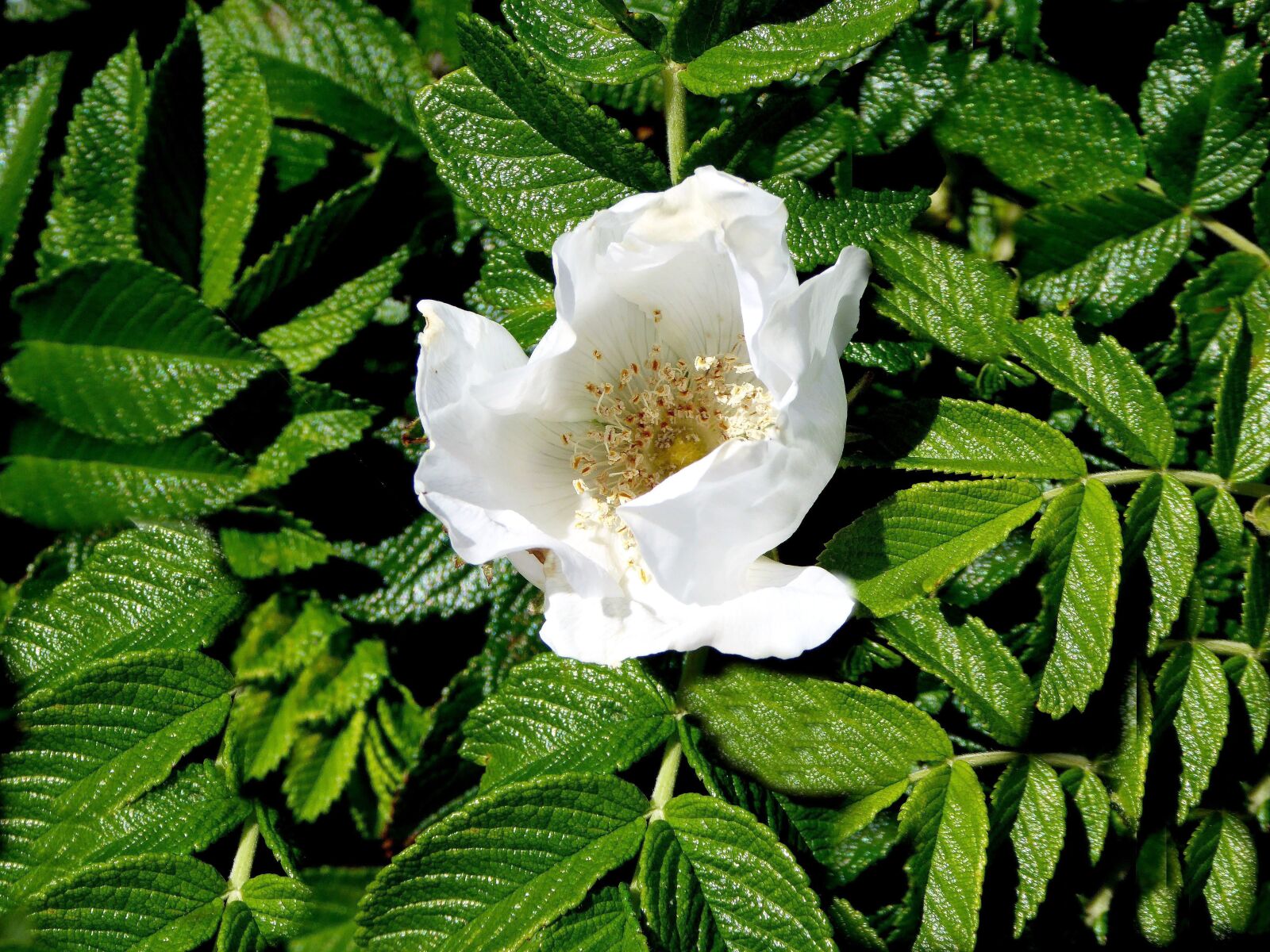 Panasonic DMC-TZ61 sample photo. Wild rose, white, nature photography