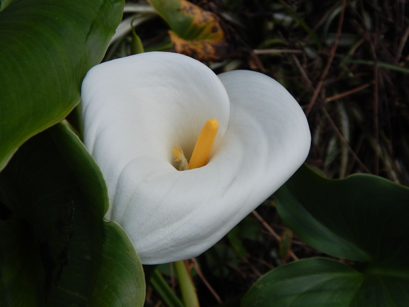 Nikon Coolpix L820 sample photo. Flower, nature, glass of photography