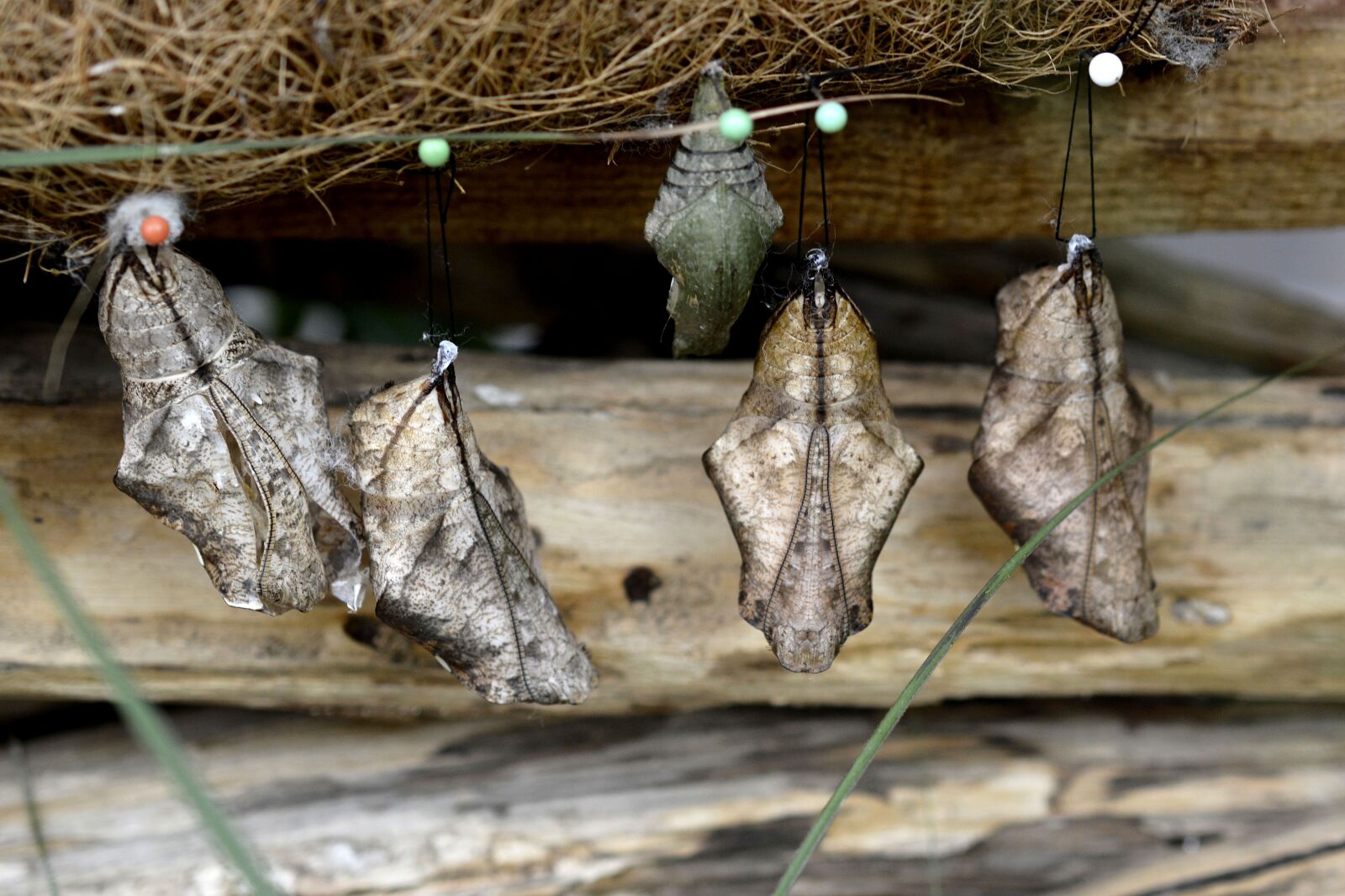 Nikon D7100 sample photo. Track, butterflies, metamorphosis photography